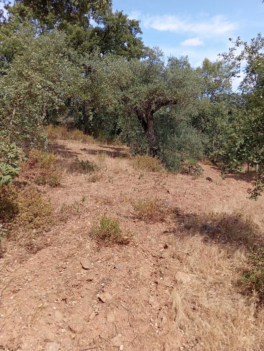 Terreno agrícola em Aldeia do Bispo/Penamacor com 1 hectare.