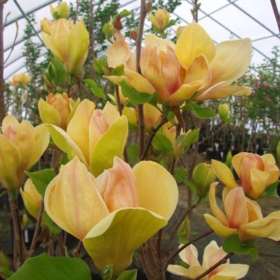 Магнолія Блек Тюліп Сенсація Альба Камея Орхід Рустіка Джені Суланжа