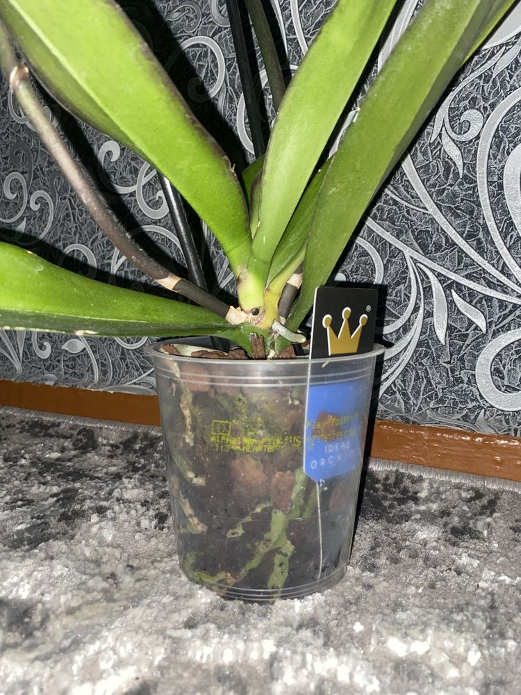Орхідея Mountion, сортова уцінка орхидея