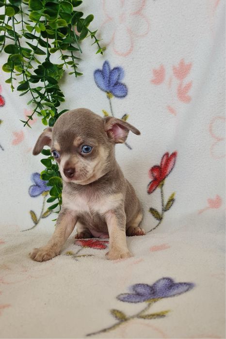 Estupendo mini Lilac Tan Chihuahua/Chiuaua de Qualidade