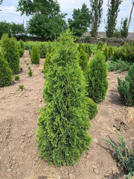Туя, Самшит, Ялівець, Ялинка ОПТ (Живі фото) (Різні види культур)