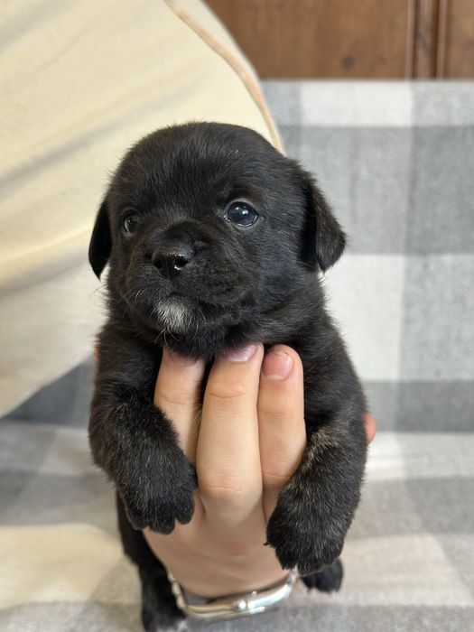 Віддаємо щенят у добрі руки, мама французький бульдог