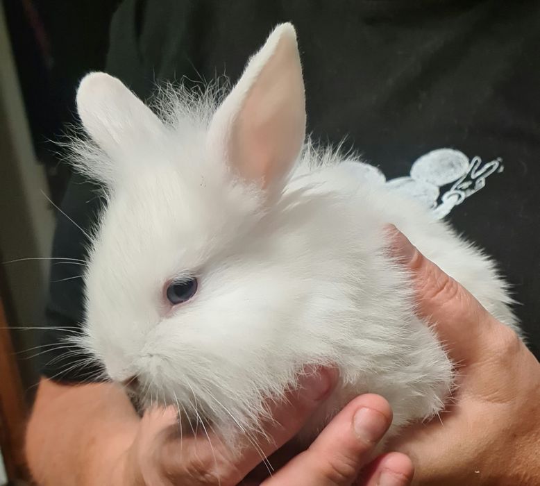Królik miniaturka,Króliki,Króliczki miniaturki