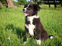 Border Collie ZKwP FCI - Suczka czarno biała