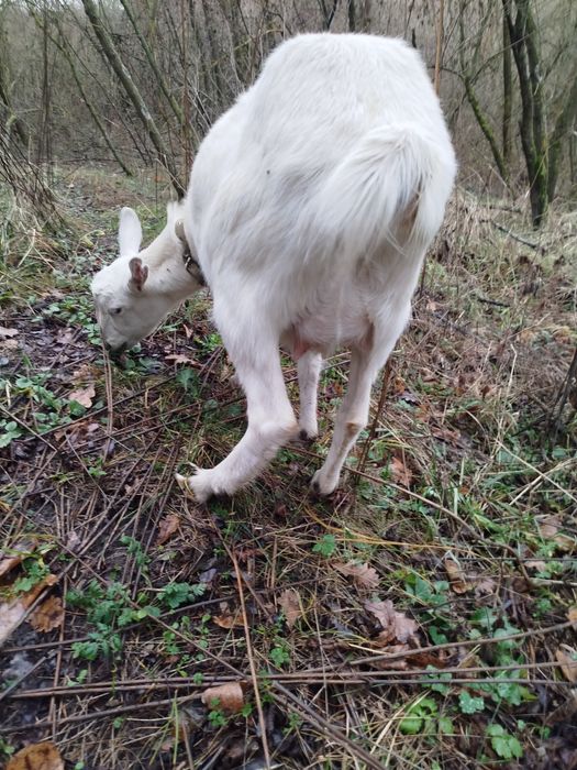 Коза зааненская китна
