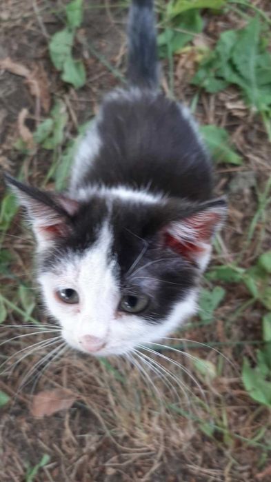 Mi to piękna ok 3 mcz kicia czeka na odpowiedziaalny dom Katarzyna