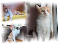 Дружелюбный рыже-белый кот, мальчик, 2 г, кастрирован