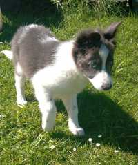 Border collie suczka niebiesko-biala