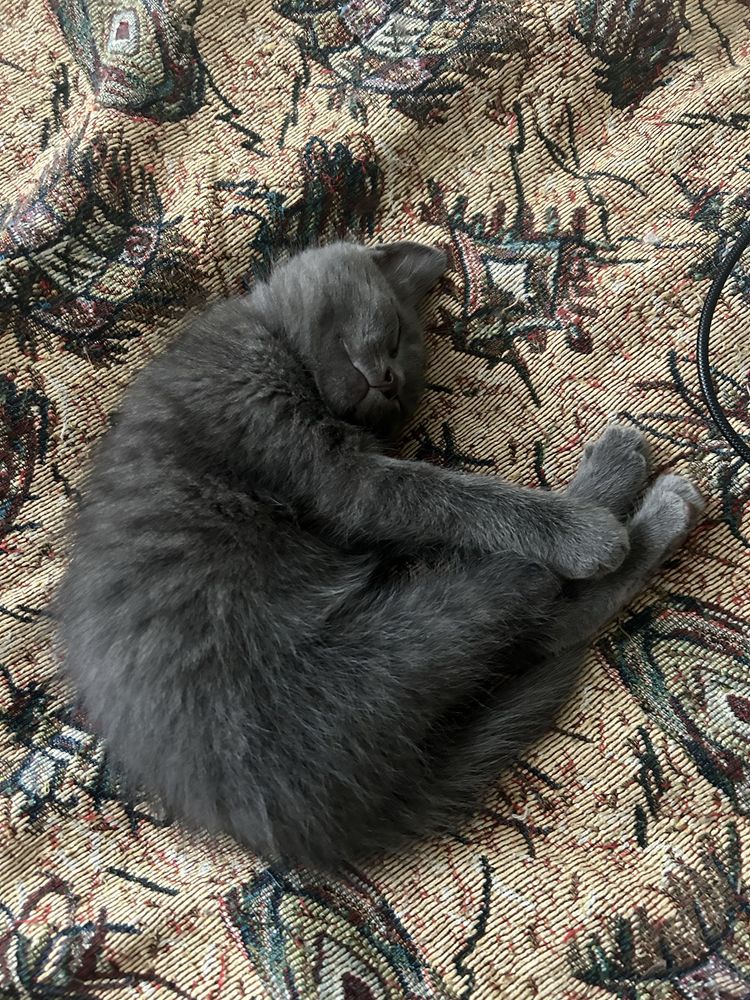 Отдам котенка в добрые руки