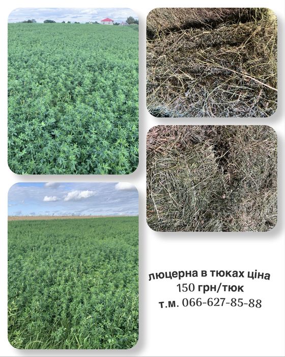 Люцерна в тюках.