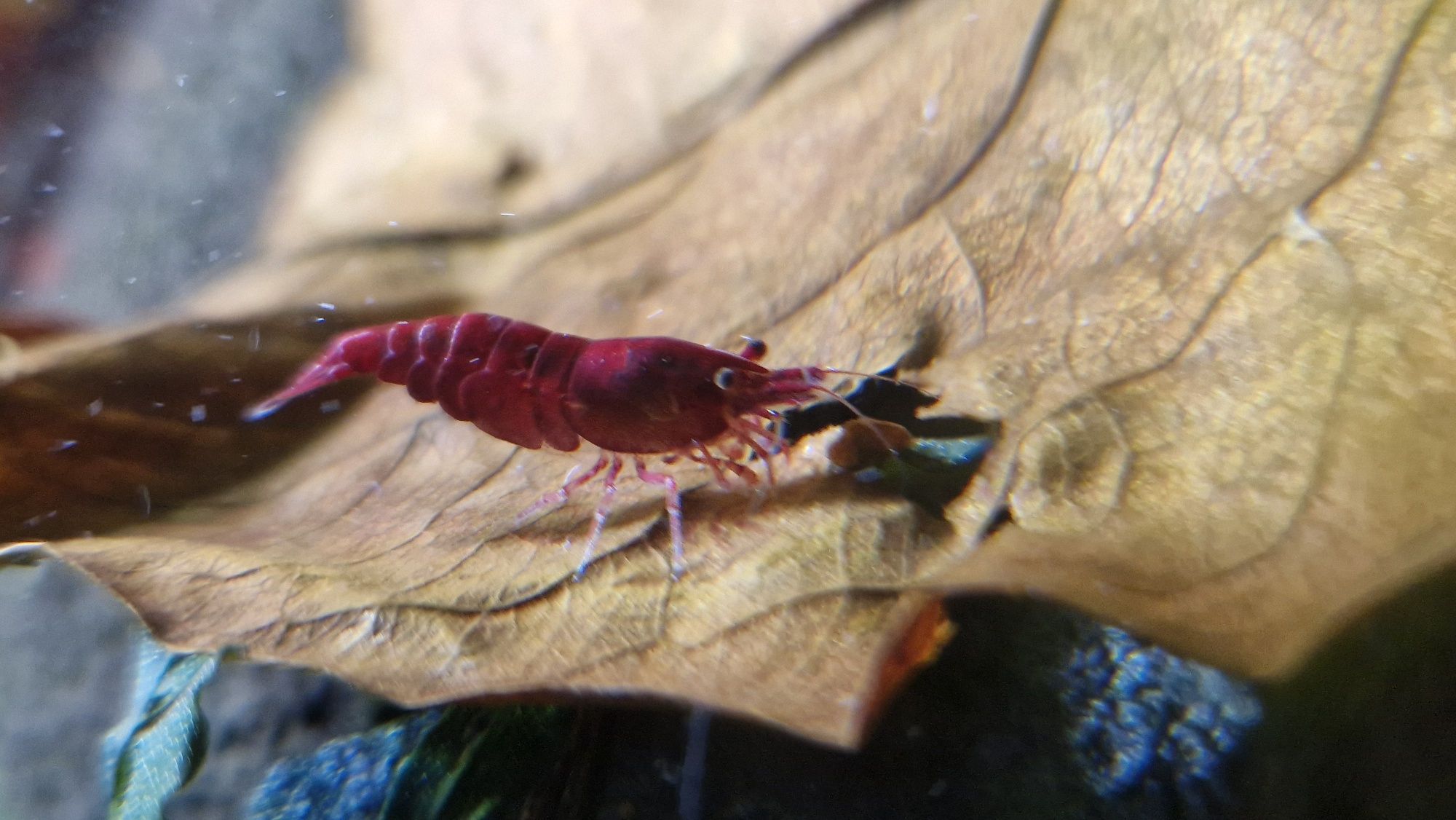 Krewetki Neocaridina Bloody Mary