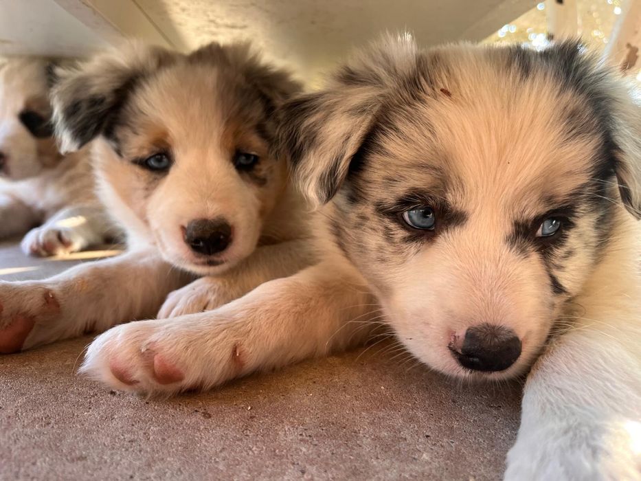 Border Collie Blue Merle/badania gen/gotowy do odbioru