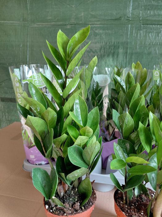 Zamioculcas zamiifolia, Zamiokulkas 40cm WYSYŁKA