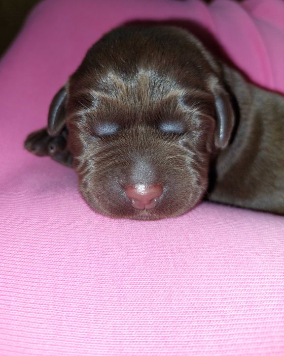 Labrador Retriever ZKwP/FCI- czekoladowy piesek