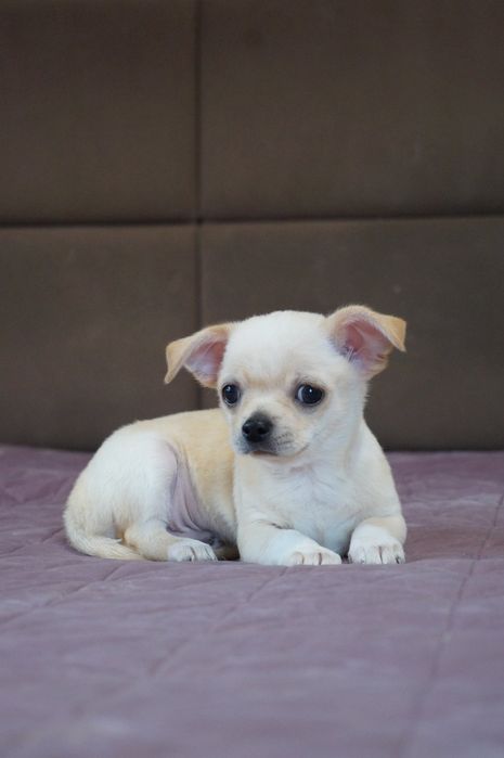 Хлопчик стандарт .