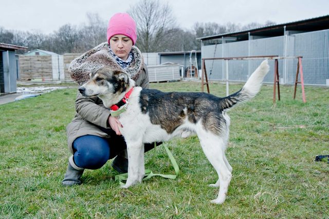 Bystry, sympatyczny Smart szuka domu. Adopcja.