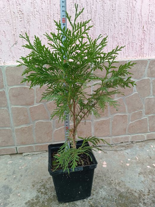 Туя западная Danica Aurea \Туя західна Даніка Ауреа в контейнере