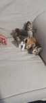 Gatinhos para adoção!