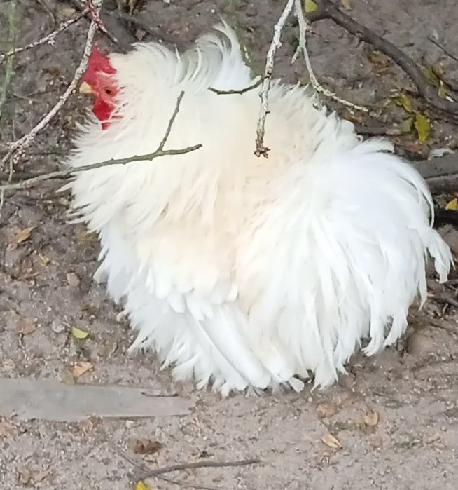 Kogutek loczek biały