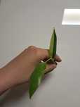 Philodendron siam sunrise domesticum variegata filodendron