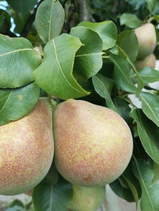 Черенки для прививки