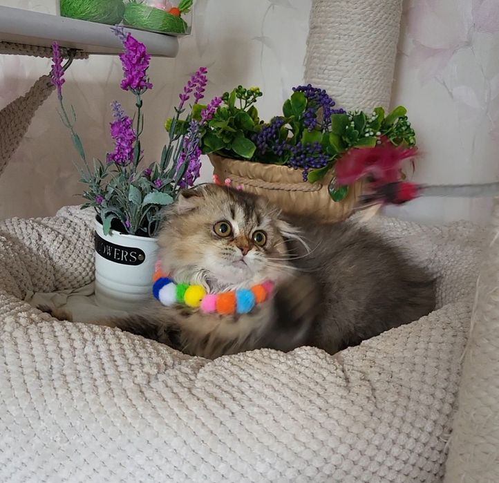 Залота шиншила ,красунька!