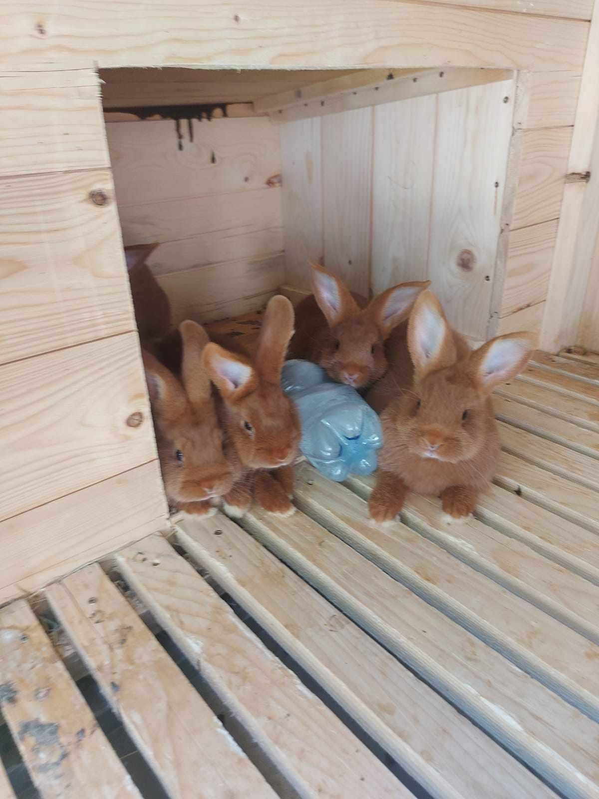 Kroliki Nowozelandzkie Czerwone