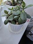 Продам спатифиллум, алоэ,денежное дерево, алоэ вера,ладья Моисея, леде