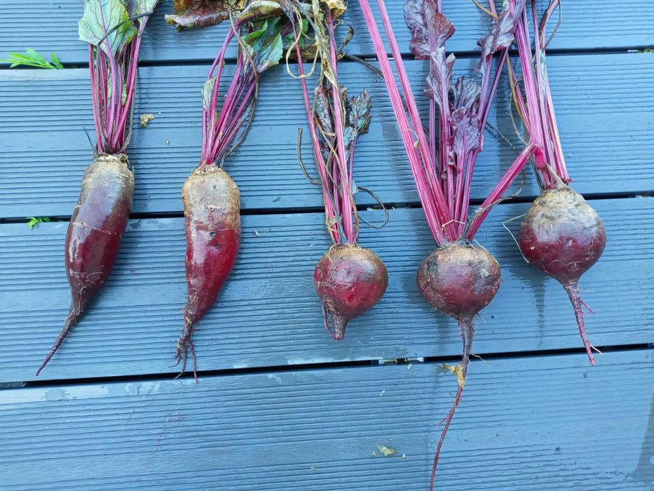 burak ćwikłowy odpadowy, kapusta biała odpadowa