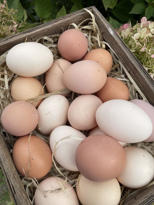Jaja wiejskie  z wolnego wybiegu