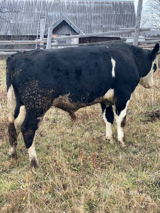 Продається молодий Бичок