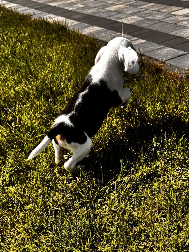 Beagle szczeniak chlopiec