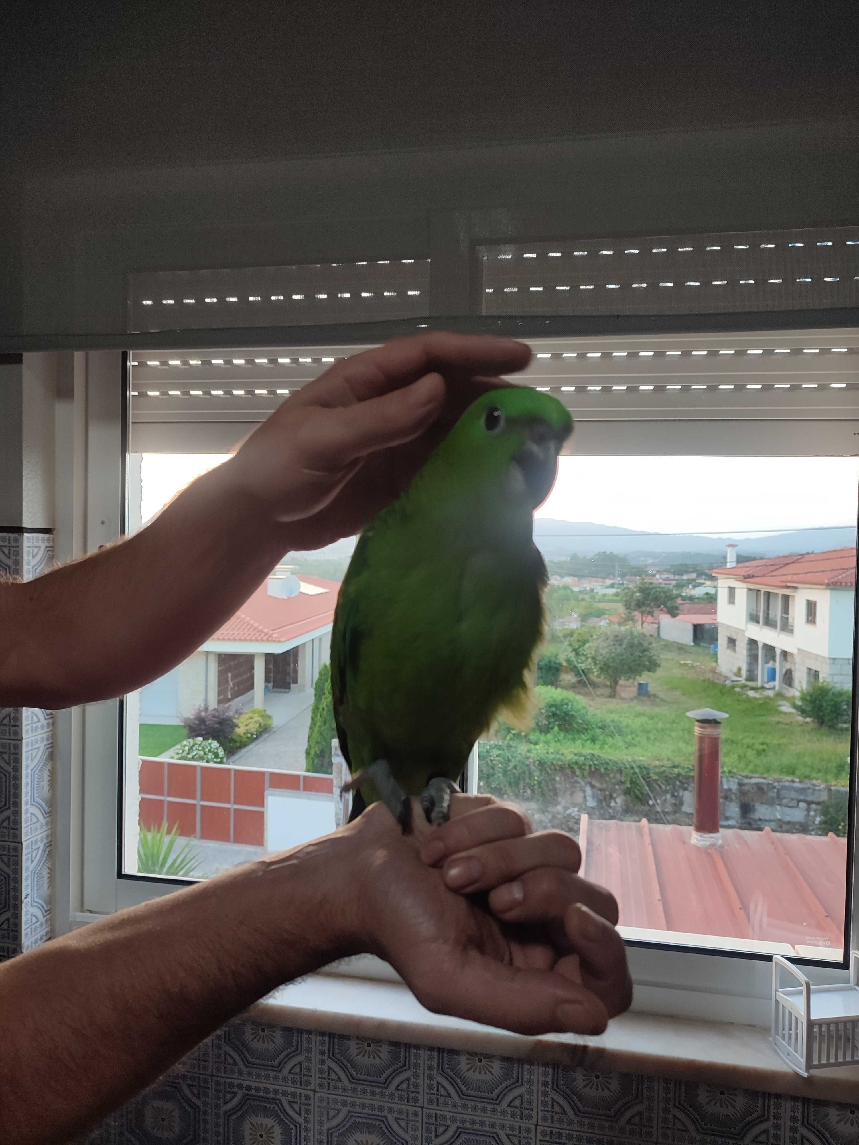 Papagaio auropaliata
