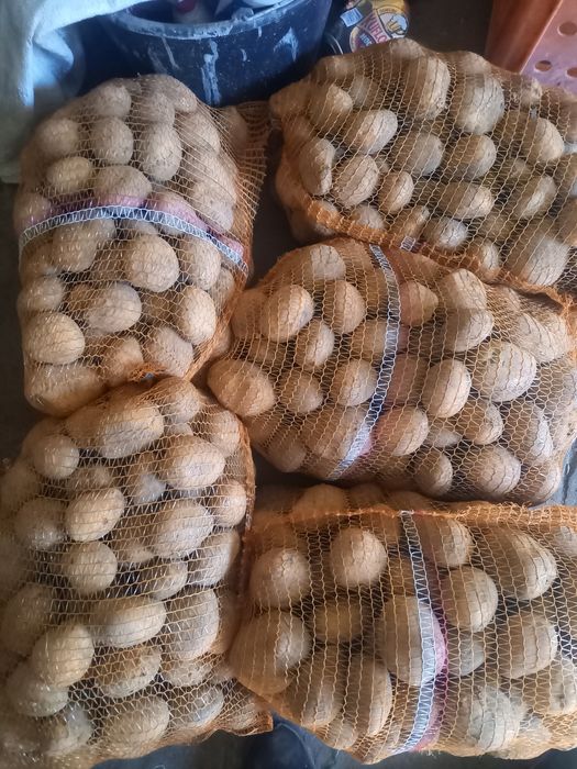 Ziemniaki Żółte Soraya Jurek