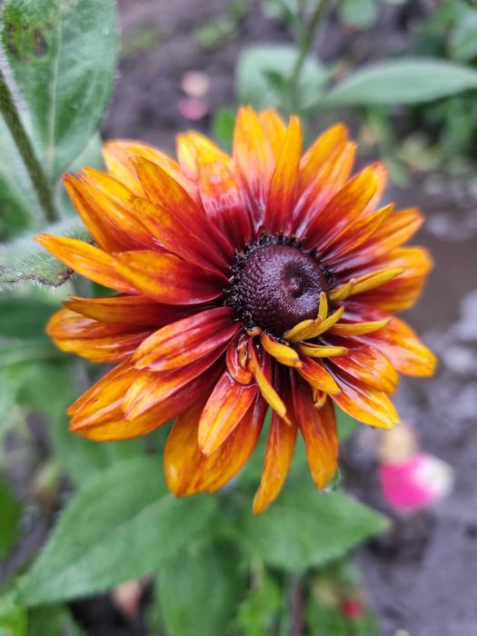 Рудбекия махровая неприхотливая