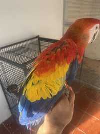 Arara Macaw macho