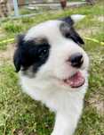 Border Collie tricolor trikolor FCI/ ZKWP