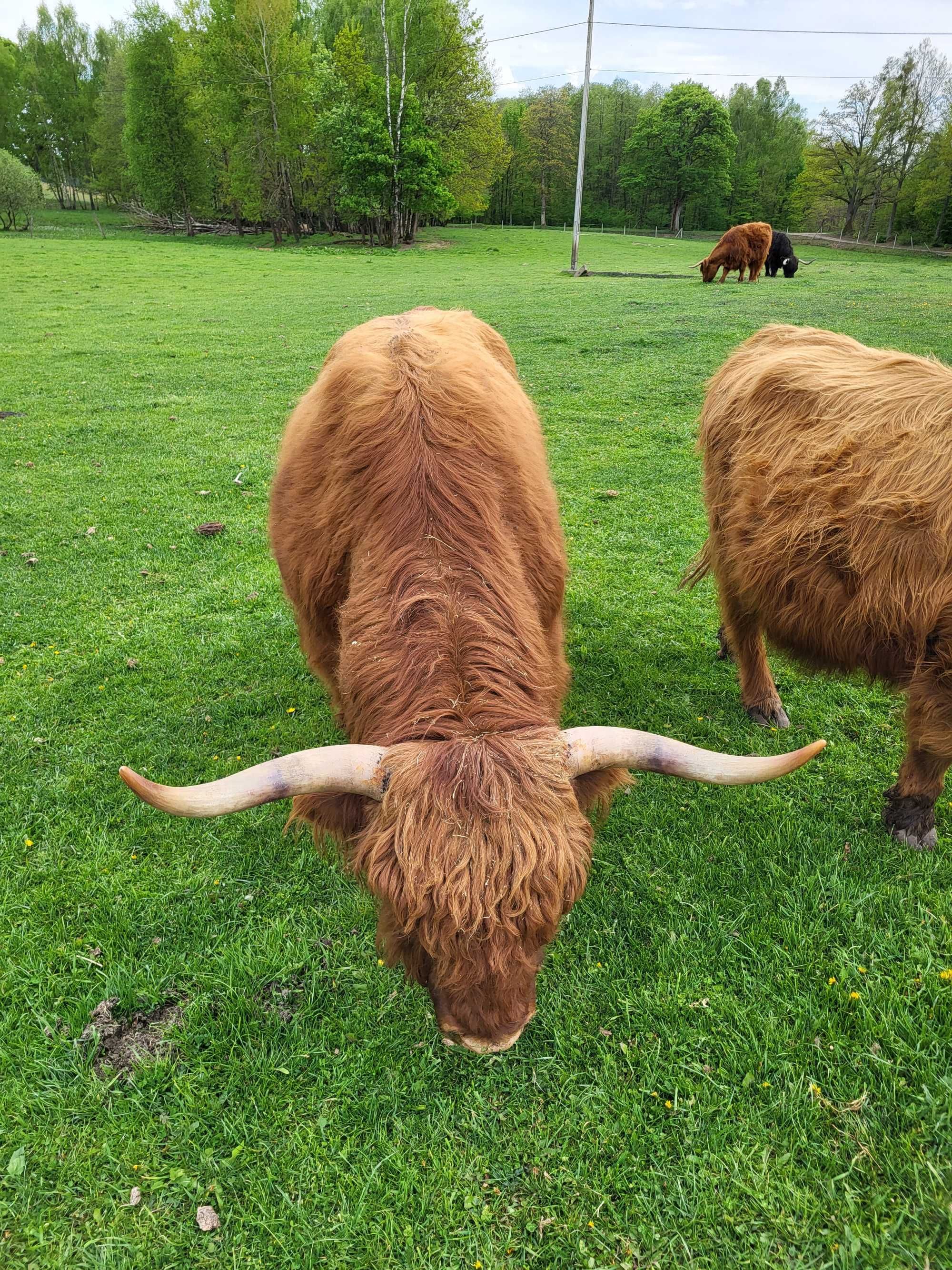 100% Rasowy buhaj byk rozpłodowy highland bydło szkockie wpis PZHiPBM