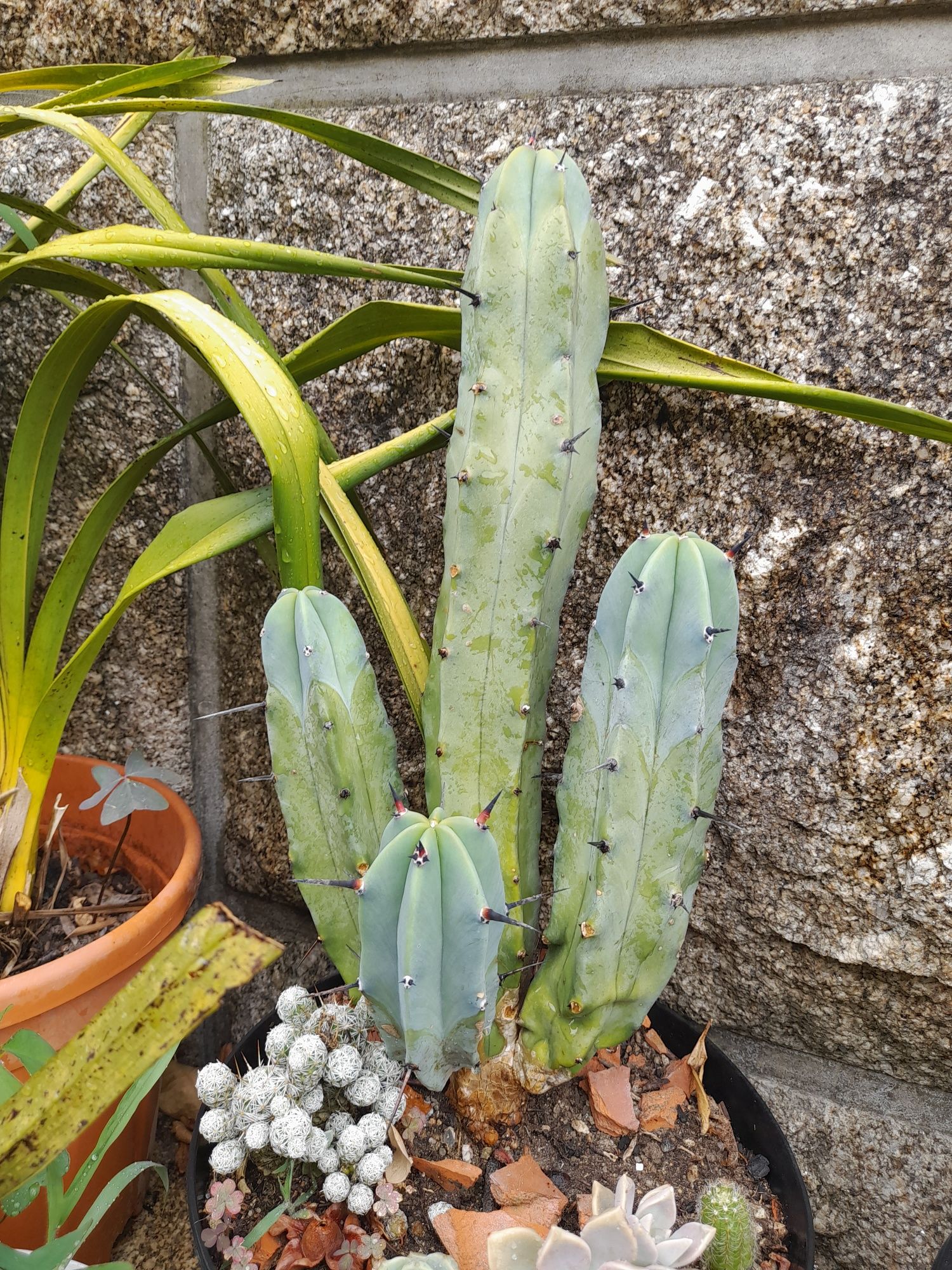 Vendo catos e suculentas