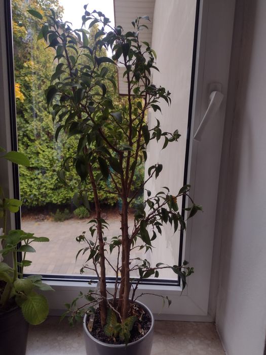 fikus Benjamin,kwiat w doniczce