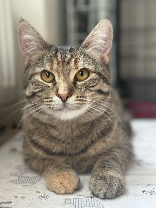 Коця в добрі руки