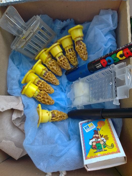 Острівні бджоломатки матки Ф0 в наявності