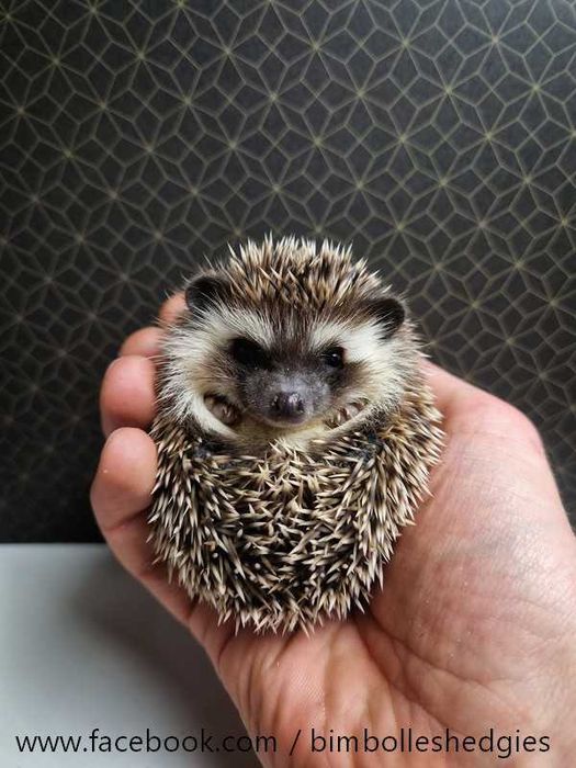 Jeż pigmejski, jeże Pigmejskie, Afrykański, Młode, Terrarium dla jeża
