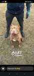 Reproduktor American Pit Bull Terrier Red Nose