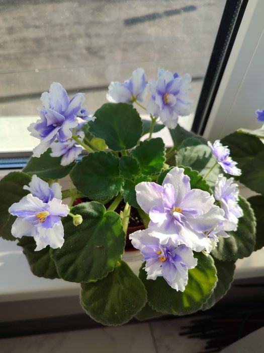 Фіалка. Сенполія