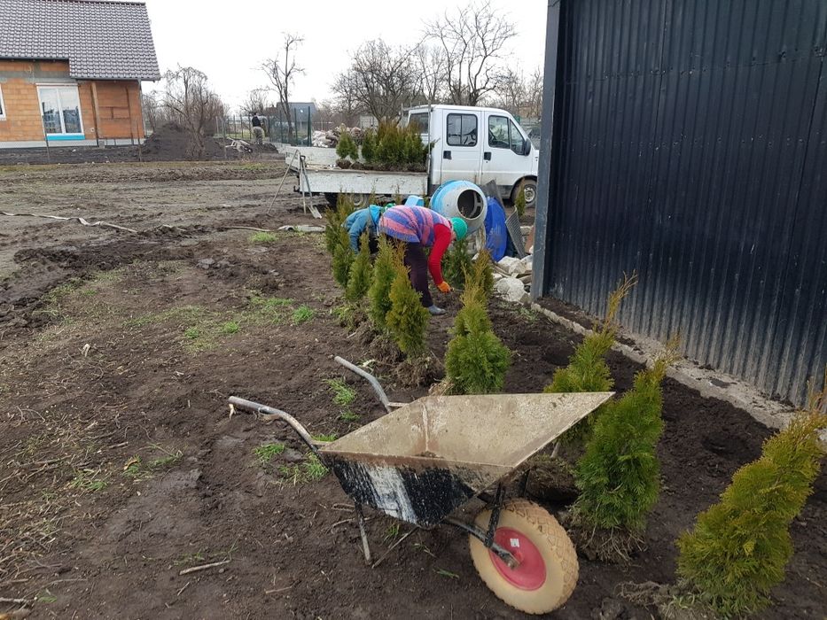 Tuja szmaragd transport sadzenie