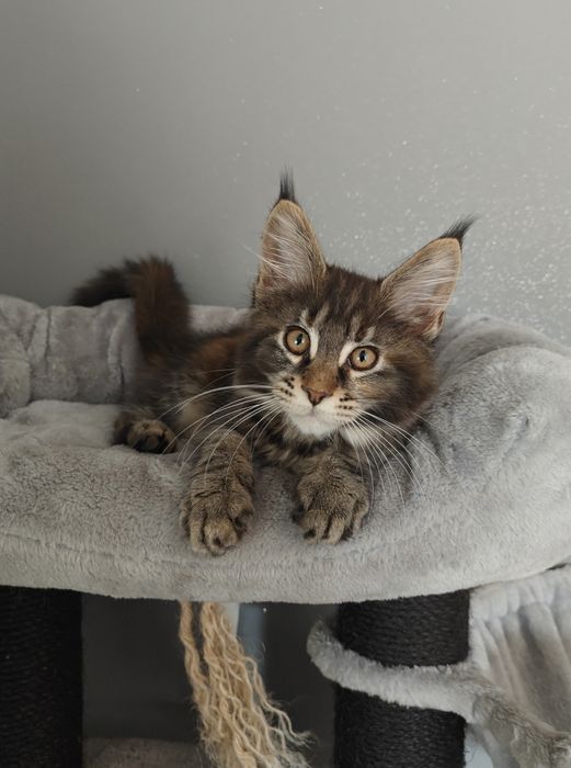 Kotka Maine Coon gotowa na zmianę domku