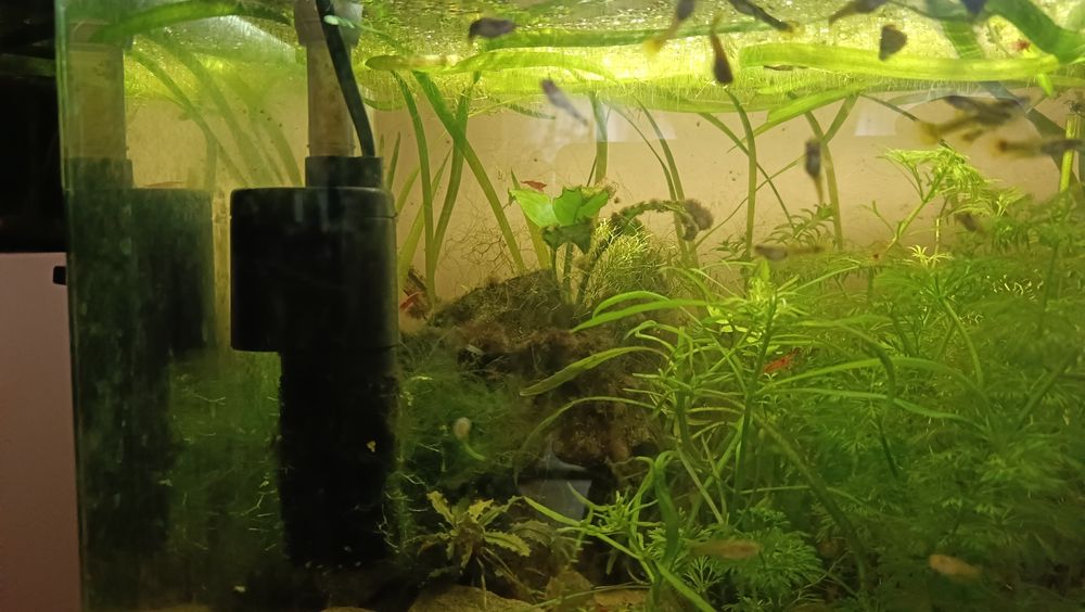 Sprzedam gupiki i mieczyki