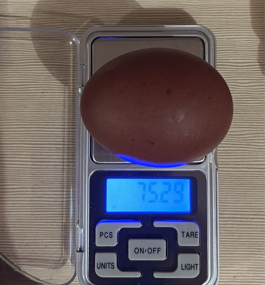Продам інкубаційне яйце Марана + бонус