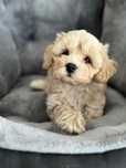 Maltipoo/ chłopczyk